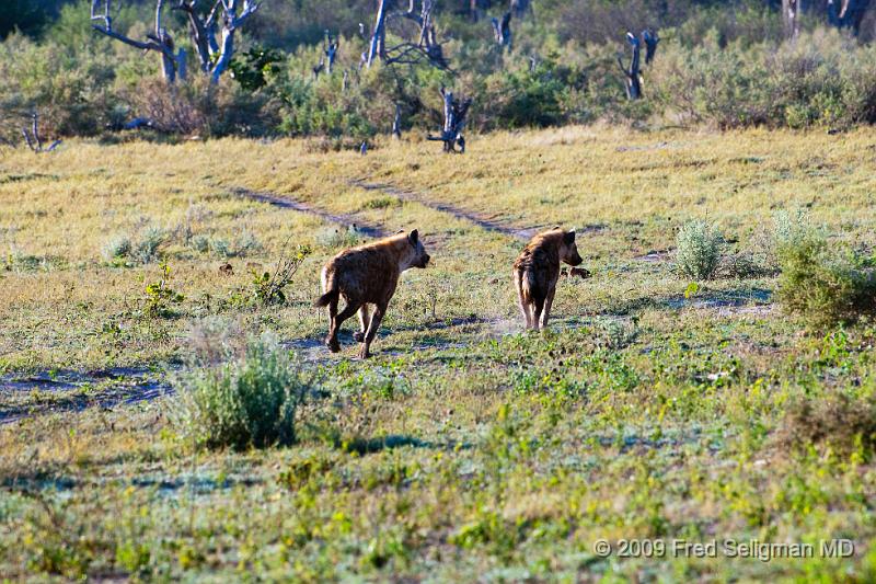 20090616_084225 D300 X1.jpg - Hyenas roam in packs of 2-6